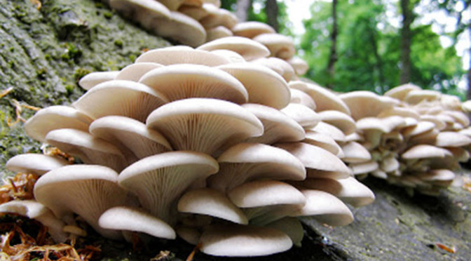 The research continues: Mushroom science