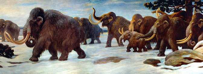 A (woolly) mammoth find