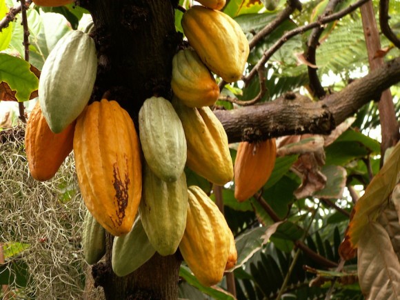 Cacao pods on a tree at Phipps Conservatory in Pittsburgh. 