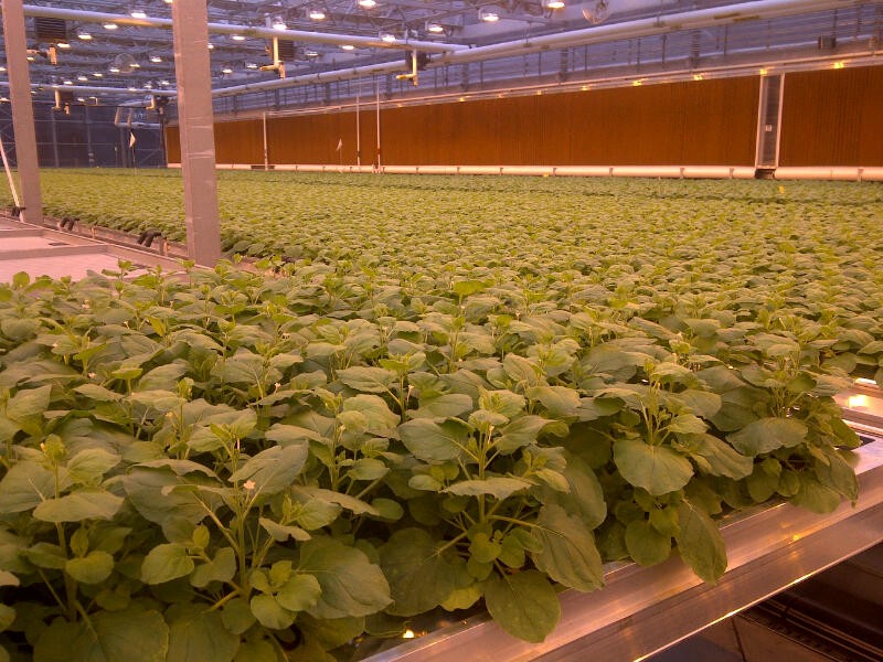 tobacco plants in greenhouse