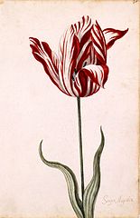 Semper Augustus, one of the most expensive tulip sold during tulip mania. TTulip breaking virus causes the red and white streaks. (Wikimedia Commons)