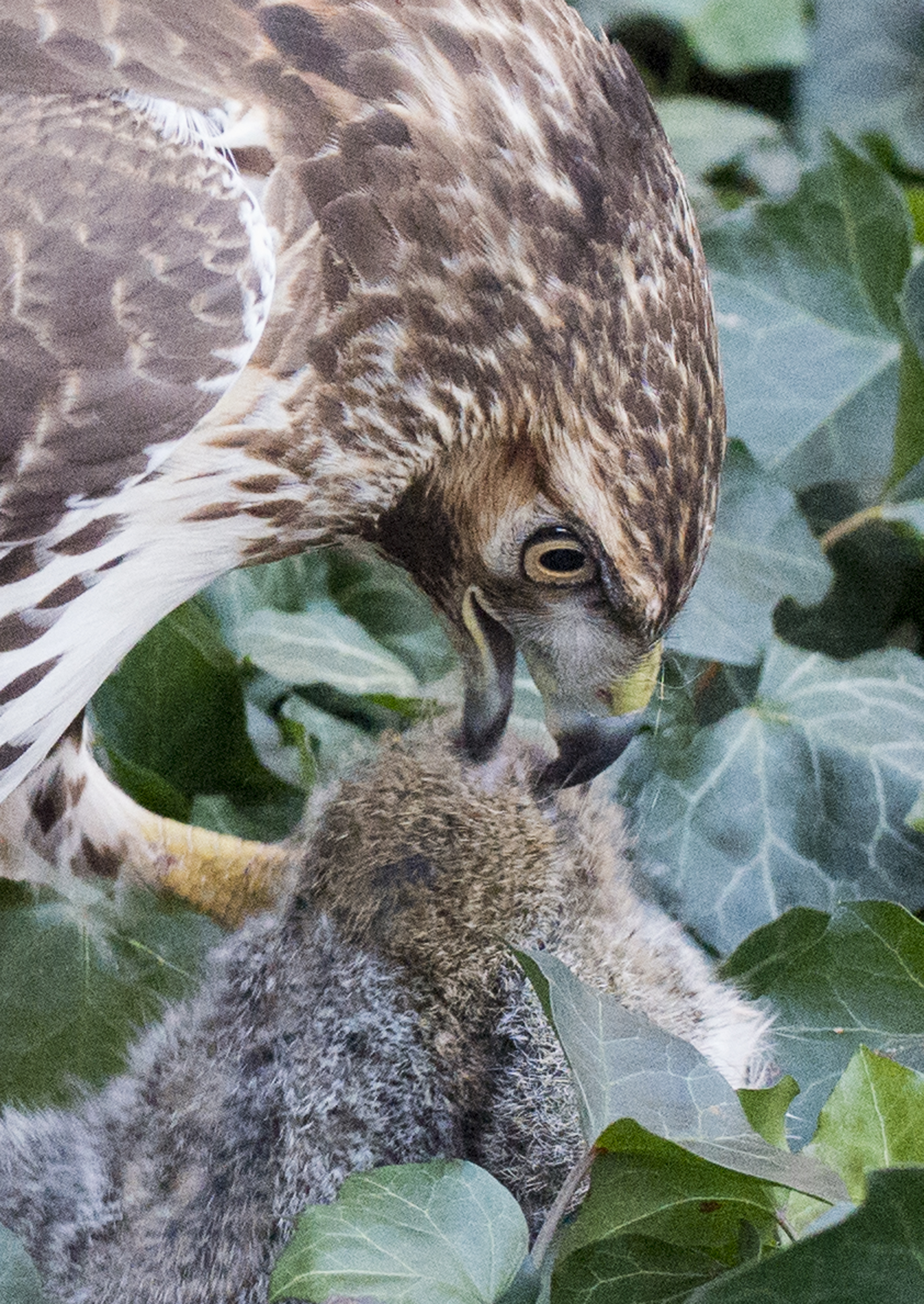 Red-tail with squirrel in ivy. Photo by Patrick Mansell.
