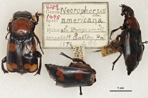The Nicrophorus -- notice the misspelling on the original tag. And the missing head.