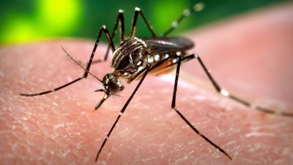 Aedes aegypti , one of the transmitters Zika virus. Wikimedia Commons