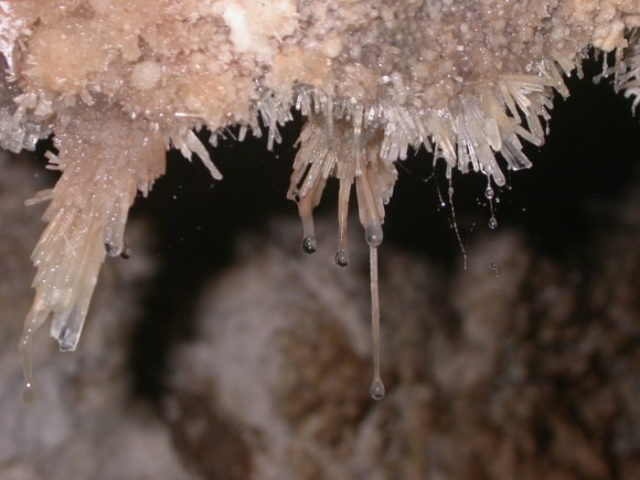 Microbes in caves can grow so profusely they create slimy biofilms that cling to the cave walls and form "ropes" in cave pools. The dripping biofilms shown here are known as "snottites."